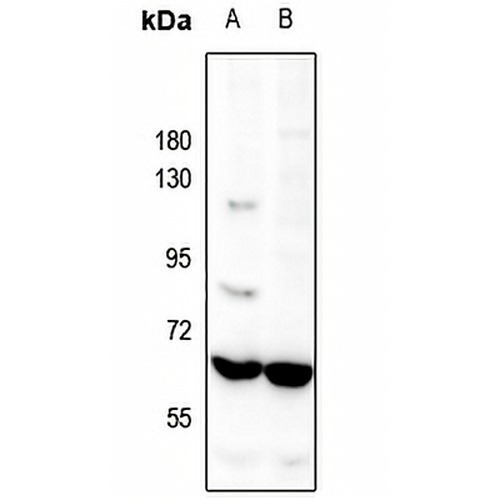 Occludin Rabbit Polyclonal Antibody