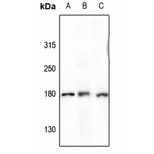 CD243 Rabbit Polyclonal Antibody