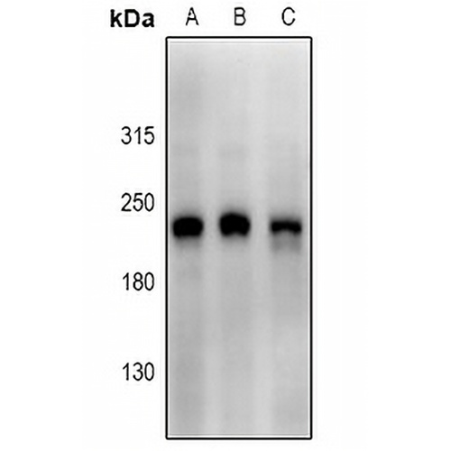 Scribble Rabbit Polyclonal Antibody