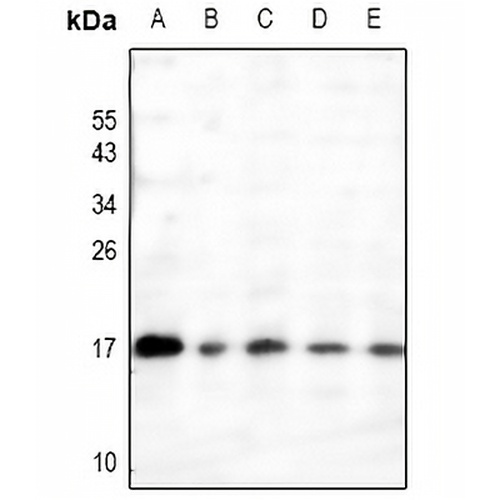 RAMP3 Rabbit Polyclonal Antibody