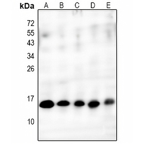 Cytochrome c Rabbit Polyclonal Antibody