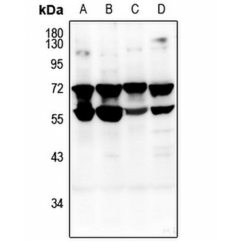 CD132 Rabbit Polyclonal Antibody