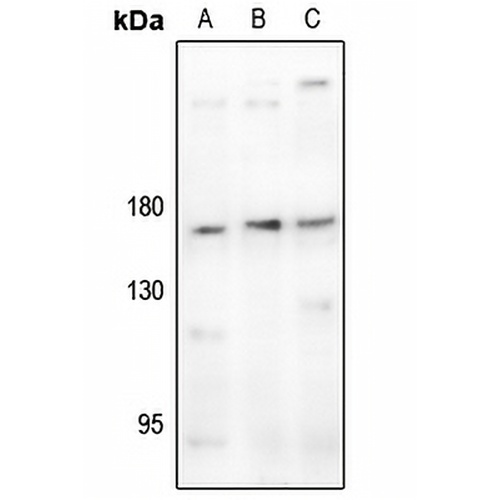 CD11b Rabbit Polyclonal Antibody