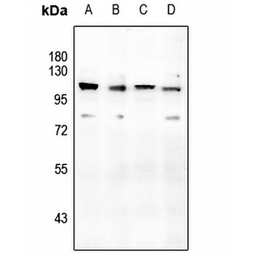 CD166 Rabbit Polyclonal Antibody