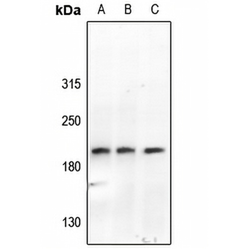 ABL1/2 (Phospho-Y393/439) Rabbit Polyclonal Antibody