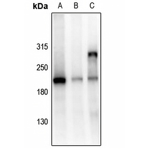 GRLF1 (Phospho-Y1105) Rabbit Polyclonal Antibody