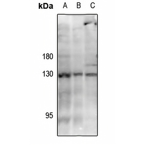 JAK3 (Phospho-Y785) Rabbit Polyclonal Antibody