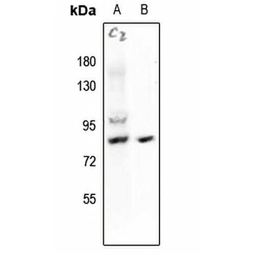 HSF1 (Phospho-S121) Rabbit Polyclonal Antibody