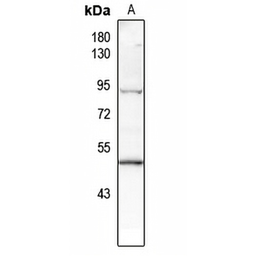 p53 (Phospho-T387) Rabbit Polyclonal Antibody