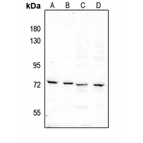 c-RAF (Phospho-S289) Rabbit Polyclonal Antibody