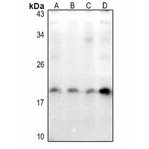 Caveolin 2 (Phospho-Y27) Rabbit Polyclonal Antibody