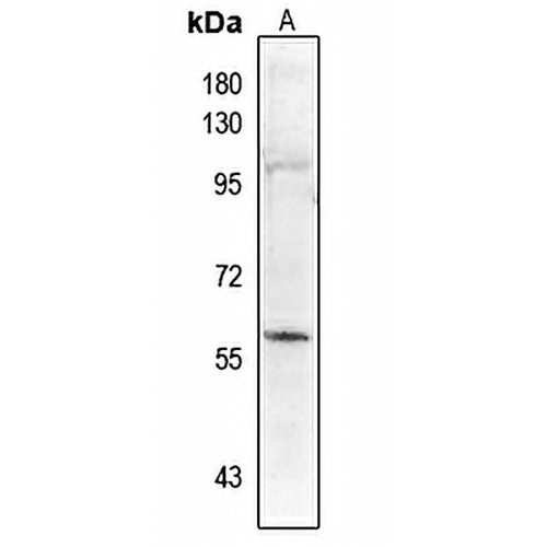 PALF (Phospho-S116) Rabbit Polyclonal Antibody
