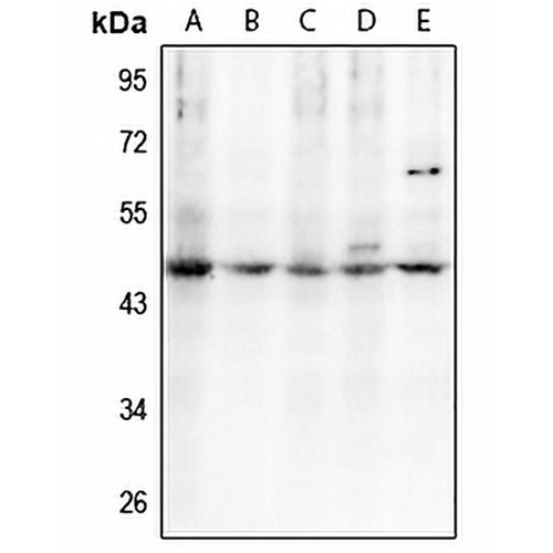 C/EBP alpha (Phospho-T230) Rabbit Polyclonal Antibody