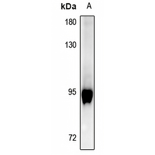 GAB2 (Phospho-Y643) Rabbit Polyclonal Antibody
