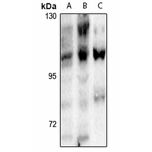 NFAT3 (Phospho-S168/S170) Rabbit Polyclonal Antibody