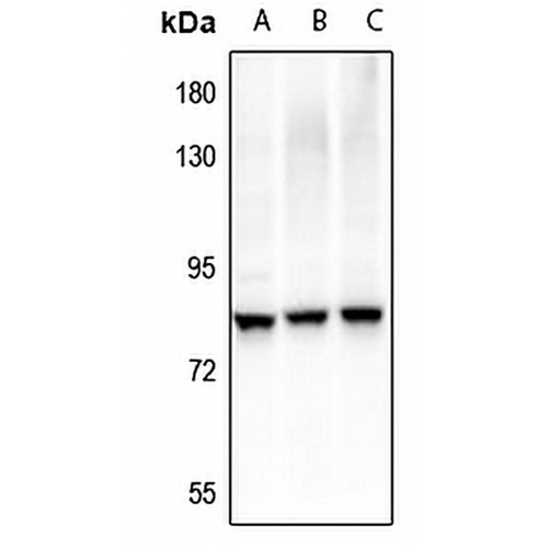 RRN3 (Phospho-S649) Rabbit Polyclonal Antibody