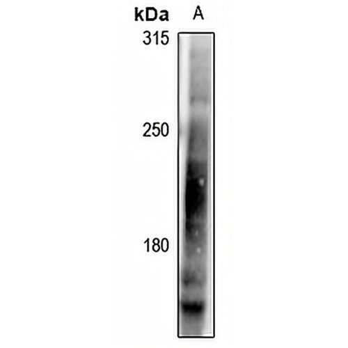 LRP6 (Phospho-T1479) Rabbit Polyclonal Antibody