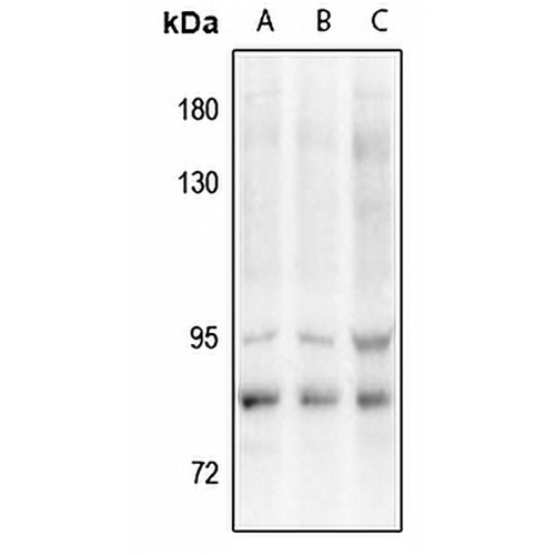 VAV3 (Phospho-Y173) Rabbit Polyclonal Antibody