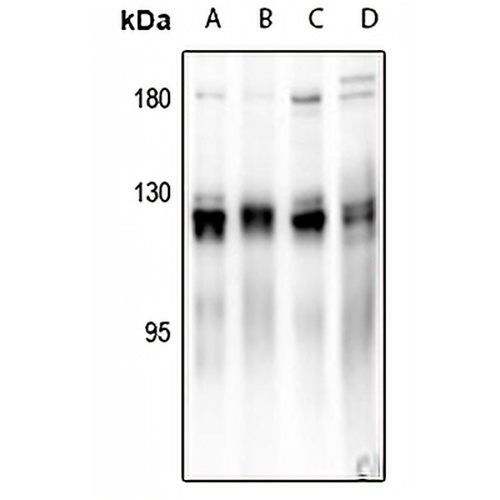 p130 Cas Rabbit Polyclonal Antibody
