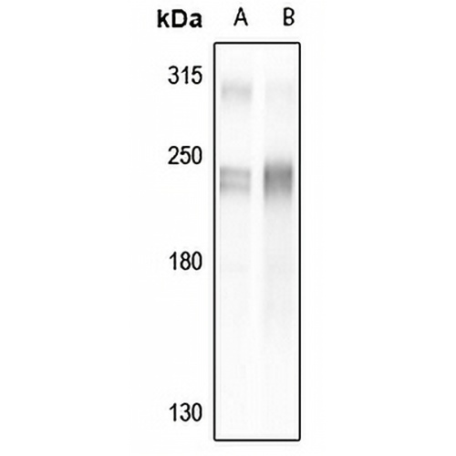 TRAP220 Rabbit Polyclonal Antibody