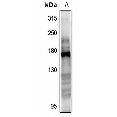 CD115 Rabbit Polyclonal Antibody