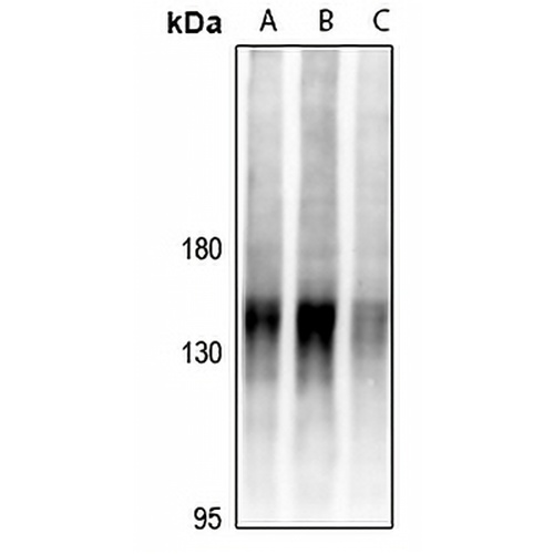 BCR Rabbit Polyclonal Antibody