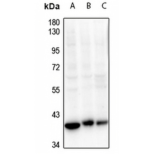 CDK7 Rabbit Polyclonal Antibody
