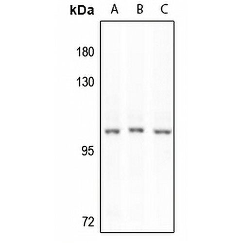 ERK3 Rabbit Polyclonal Antibody