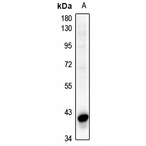 CD95 Rabbit Polyclonal Antibody