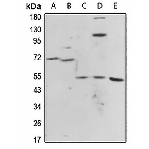 Histamine H1 Receptor Rabbit Polyclonal Antibody