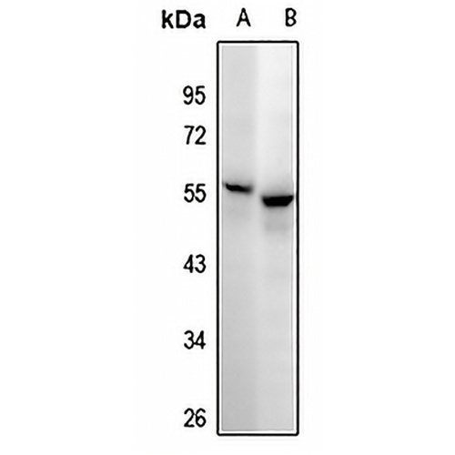 CD25 Rabbit Polyclonal Antibody