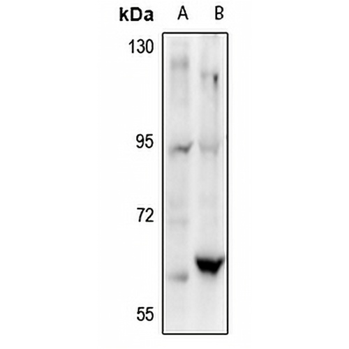 c-SRC Rabbit Polyclonal Antibody