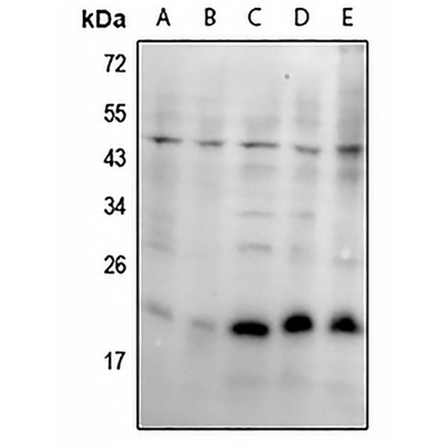 SKP1 Rabbit Polyclonal Antibody