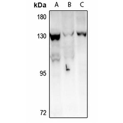 TAF4 Rabbit Polyclonal Antibody