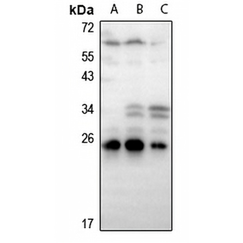 Ephrin A2 Rabbit Polyclonal Antibody