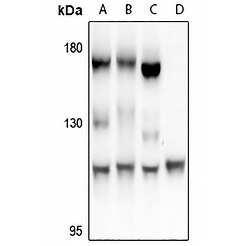 FARP2 Rabbit Polyclonal Antibody