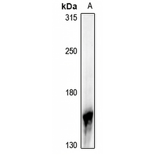 NGK Rabbit Polyclonal Antibody