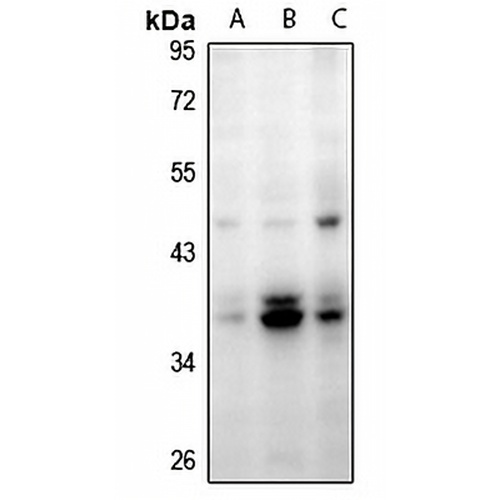MBD3 Rabbit Polyclonal Antibody