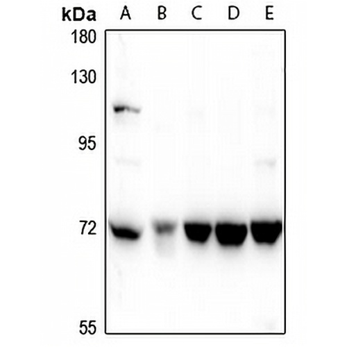 ZNF23 Rabbit Polyclonal Antibody