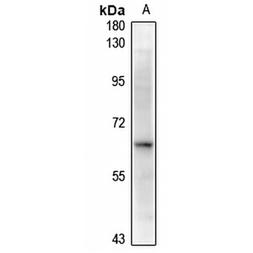 Alpha-2B Adrenergic Receptor Rabbit Polyclonal Antibody