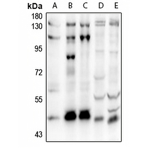 SOX8 Rabbit Polyclonal Antibody