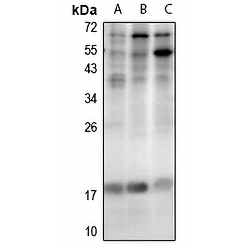 LMO4 Rabbit Polyclonal Antibody