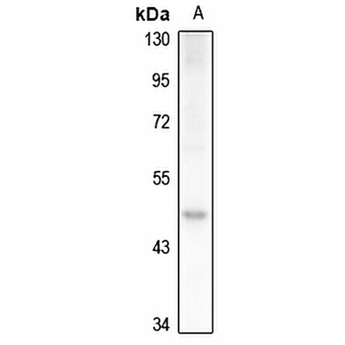 OCT6 Rabbit Polyclonal Antibody