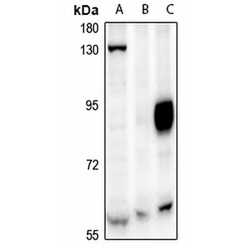 CAF-I p60 Rabbit Polyclonal Antibody
