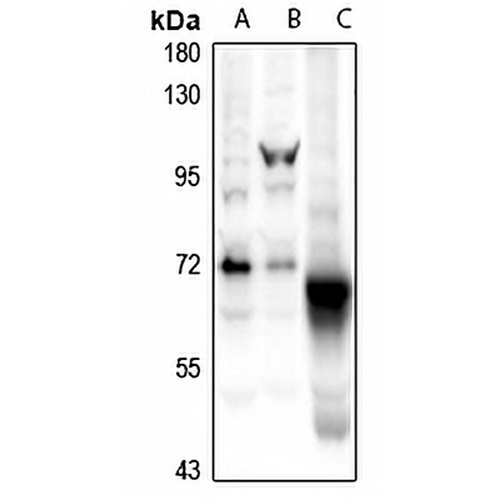 CaMK2 beta Rabbit Polyclonal Antibody