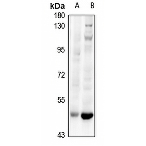 HLX Rabbit Polyclonal Antibody