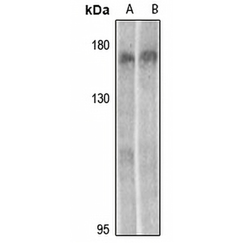 MEKK15 Rabbit Polyclonal Antibody