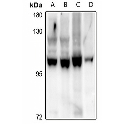 HPK1 Rabbit Polyclonal Antibody
