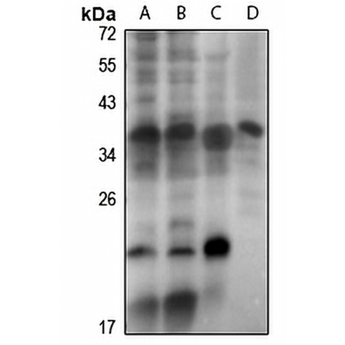 DLX4 Rabbit Polyclonal Antibody