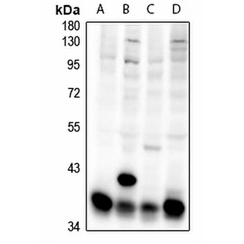 BWR1A Rabbit Polyclonal Antibody
